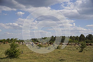 Cows and calves graze on a grassy meadow next to a forest. The shepherd is watching them.