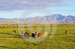 Cows and calves grazing in a meadow