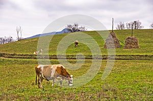 Cows and calves on a pasture at mountain meadow