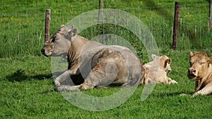 Cows and calves resting in bright hot sun.