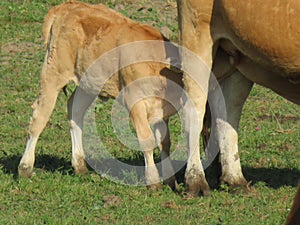 Vacas a pantorrillas un bebé a pastos los animales en 