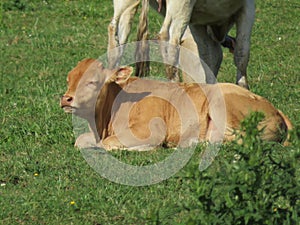 Vacas a pantorrillas un bebé a pastos los animales en 