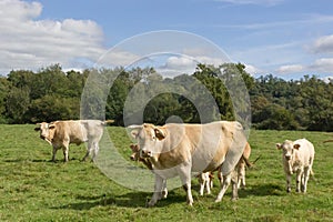Cows and calves on a summer pasture