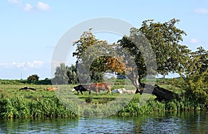 Cows In The Cambridgeshire Fens