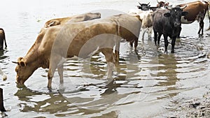 Cows came to a watering place to the river