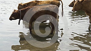 Cows came to a watering place to the river