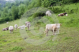 Cows in the Catalan Pyrenees photo
