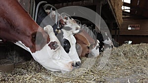 Cows on a cattle farm grazing on dry hay video footage