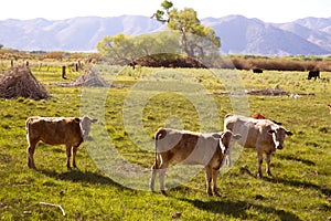 Cows cattle grazing in California meadows