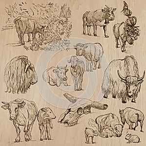 Cows and Cattle - Hand drawn vector pack