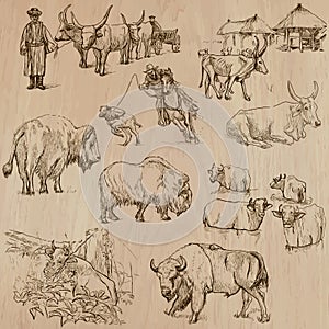 Cows and Cattle - Hand drawn vector pack