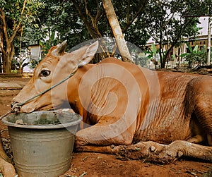 cows or cattle are prepared for sacrifices on Eid al-Adha or Eid al-qurban