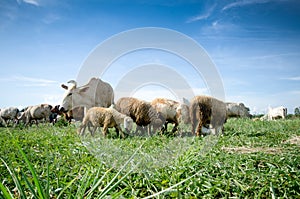 Cows and cheeps in farm