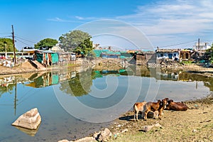 Cows at Chhashiyu Lake - Pavagadh Hill in Gujarat, India