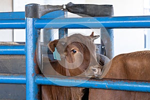 Cows in a chute during processing