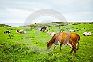 Cows on the cliff