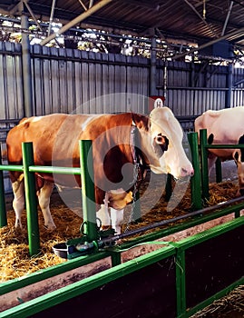 Cows close-up at the exhibition in the Agrouniversity in the city of Nitra in Slovakia