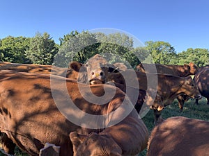 Cows closeup with head resting on another cow. Peaceful ranch scene