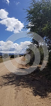 Cows clouds shadows and roads