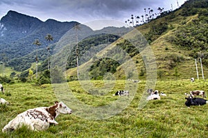 Vacas sobre el el valle 