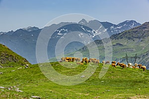 Cows at Col de Tente in the Pyrenees