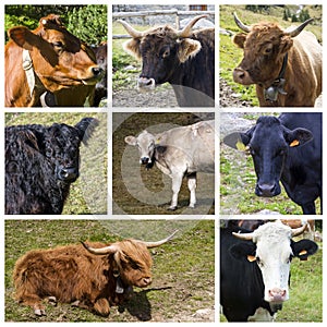 Cows collage