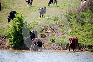 Cows come to drink water from the lake in village