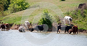 Cows come to drink water from the lake in village