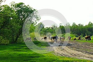 Cows comes back from pasture with herder