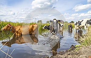 Cows cooling down, going to swim, taking a bath and standing in a creek, reflection in the water, bathing in a ditch