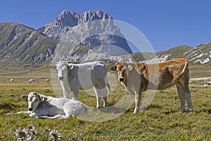 Cows and Corno Grande photo