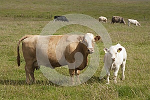 Cows in the country