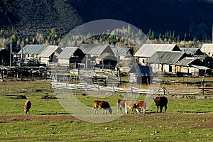 Cows and country house