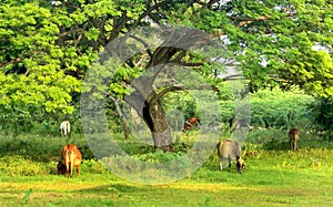 Cows in the country side grass field.