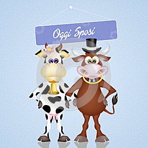 Cows couple