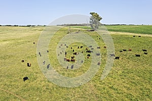 Cows in the coutryside, aerial view, photo