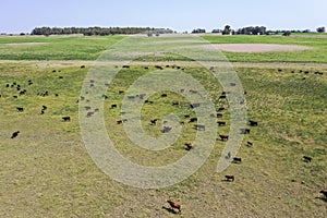 Cows in the coutryside, aerial view, photo