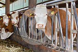 Cows in a cow shed