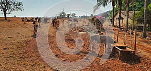 Cows in cowhouse eating hay in sunset. Group of cows eating pasture on the farm, space for text