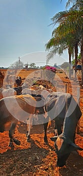 Cows in cowhouse eating hay in sunset. Group of cows eating pasture on the farm, space for text