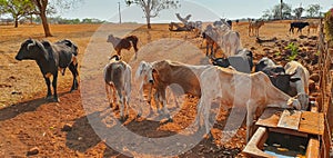 Cows in cowhouse eating hay in sunset. Group of cows eating pasture on the farm, space for text