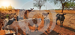 Cows in cowhouse eating hay in sunset. Group of cows eating pasture on the farm, space for text