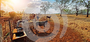 Cows in cowhouse eating hay in sunset. Group of cows eating pasture on the farm, space for text