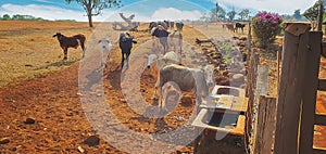 Cows in cowhouse eating hay in sunset. Group of cows eating pasture on the farm, space for text