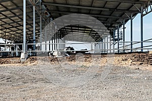 Cows in the cowshed