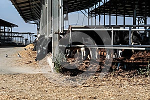 Cows in the cowshed