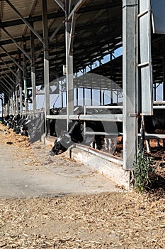 Cows in the cowshed