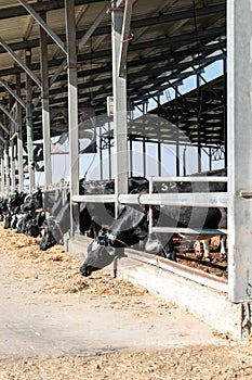 Cows in the cowshed