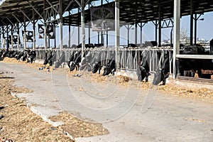 Cows in the cowshed