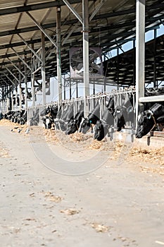 Cows in the cowshed